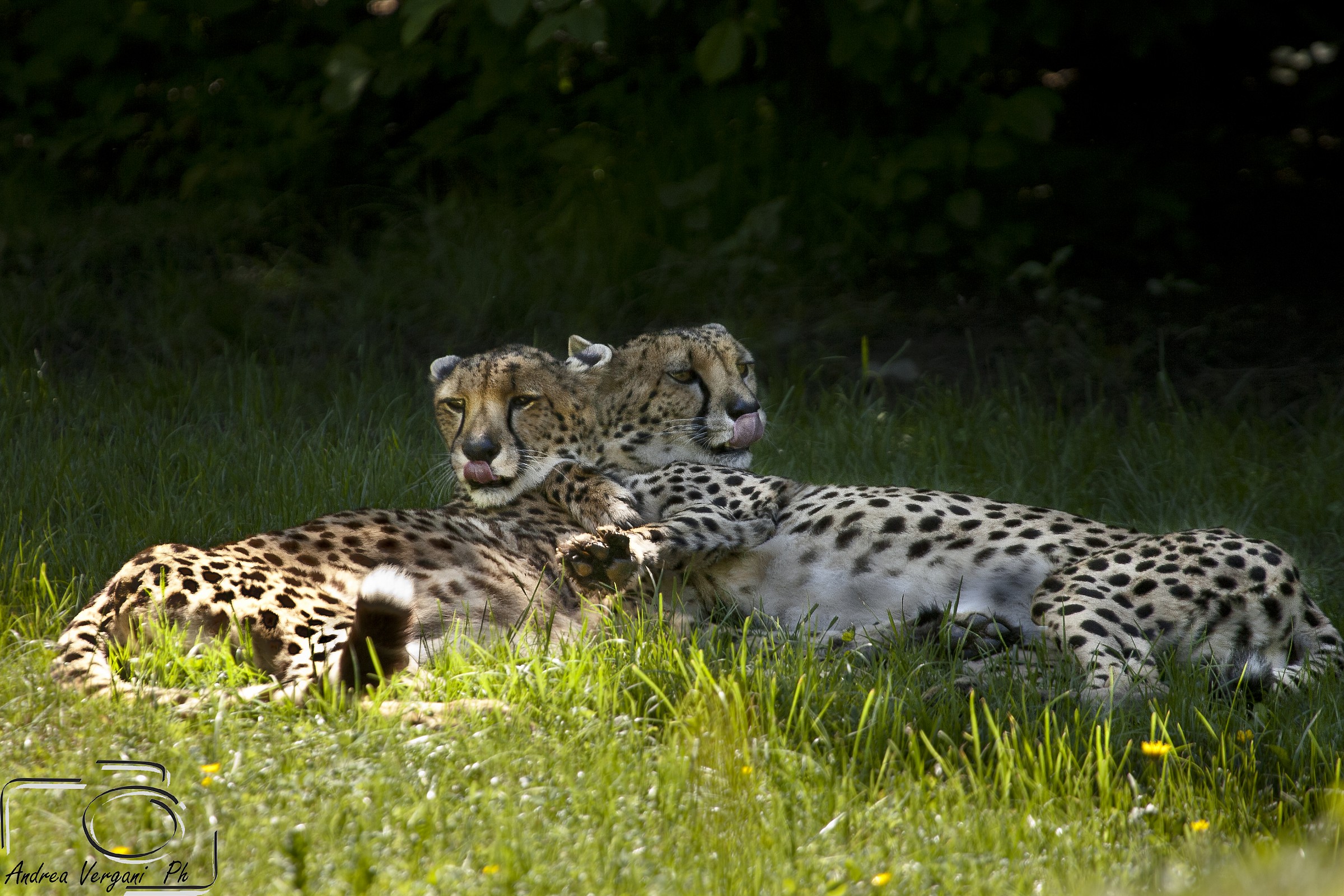 Cheetahs