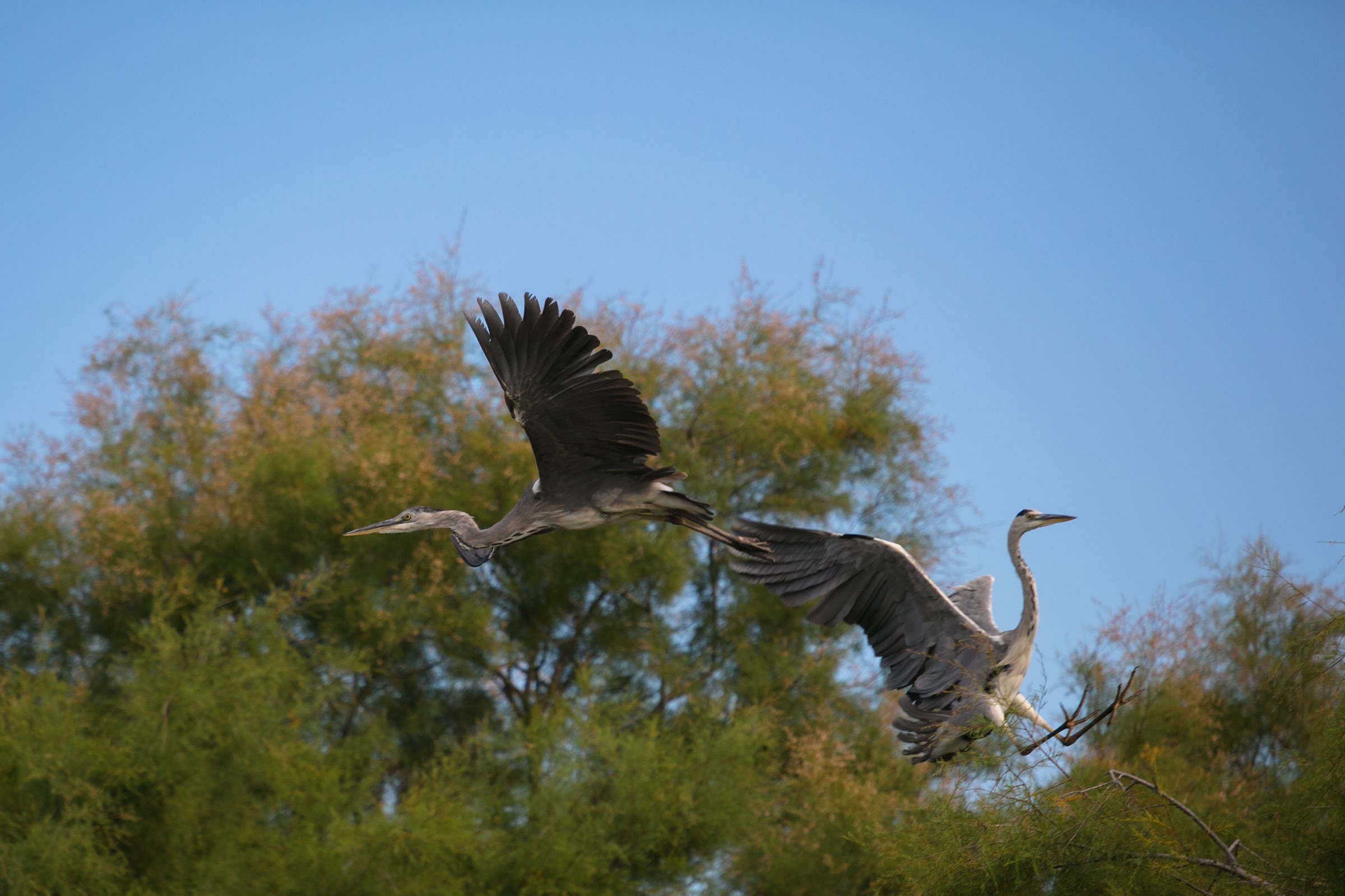 Crossing the wheel 2