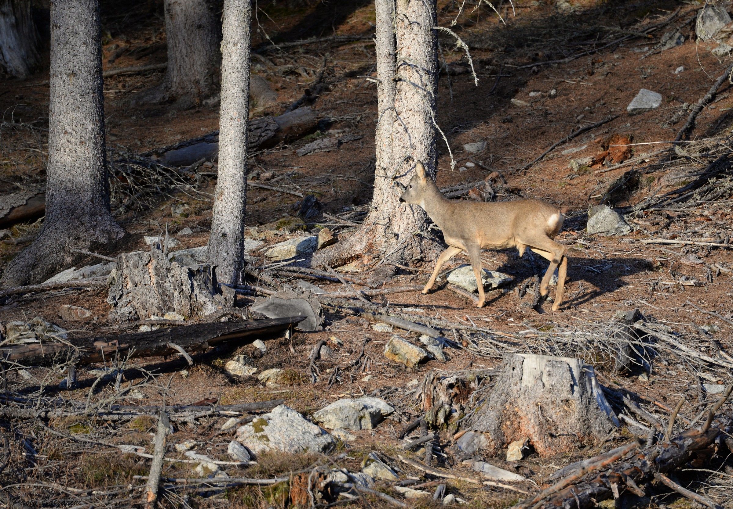 Giovane maschio di capriolo al tramonto
