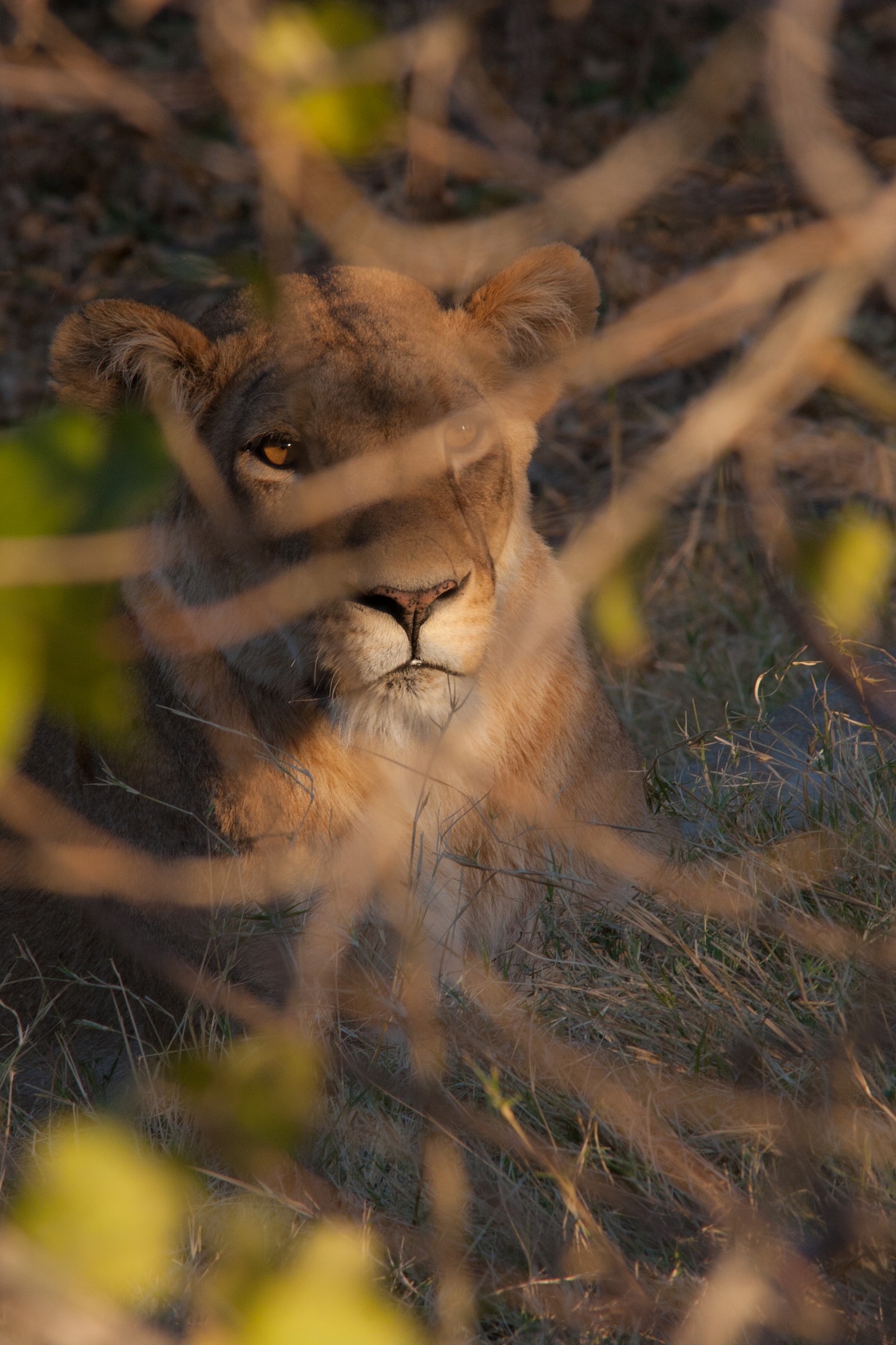 Waiting to make dinner .....