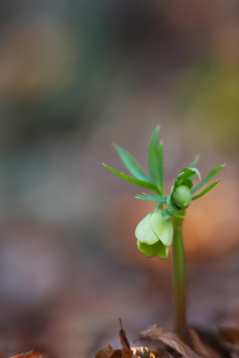 Helleborus viridis