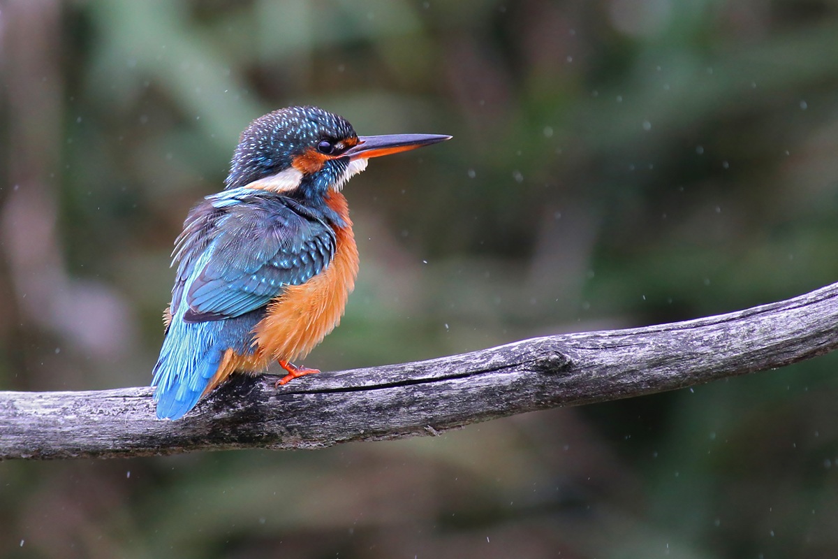 Kingfisher
