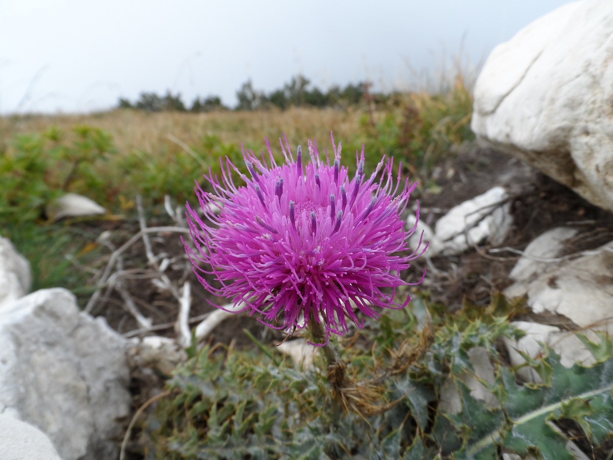 cardo nano (Cirsium acaule)