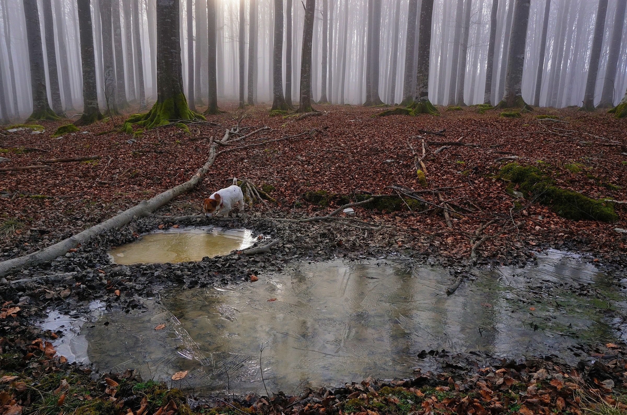 Bruce all'abbevatoio
