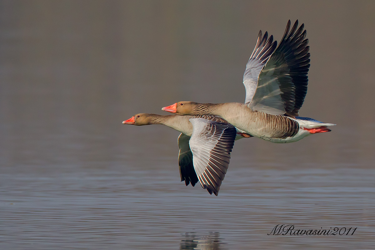 Oche selvatiche in volo
