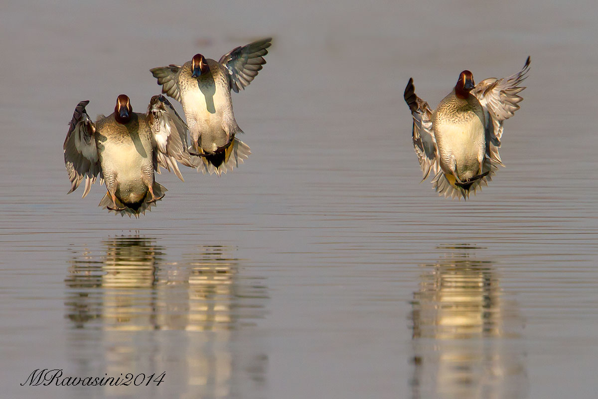 Maschi di Alzavola un attimo prima di atterrare