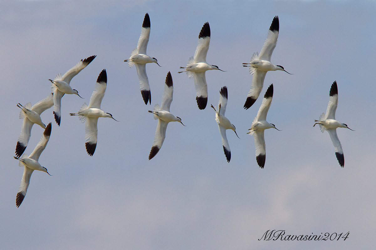 Avocette, virata