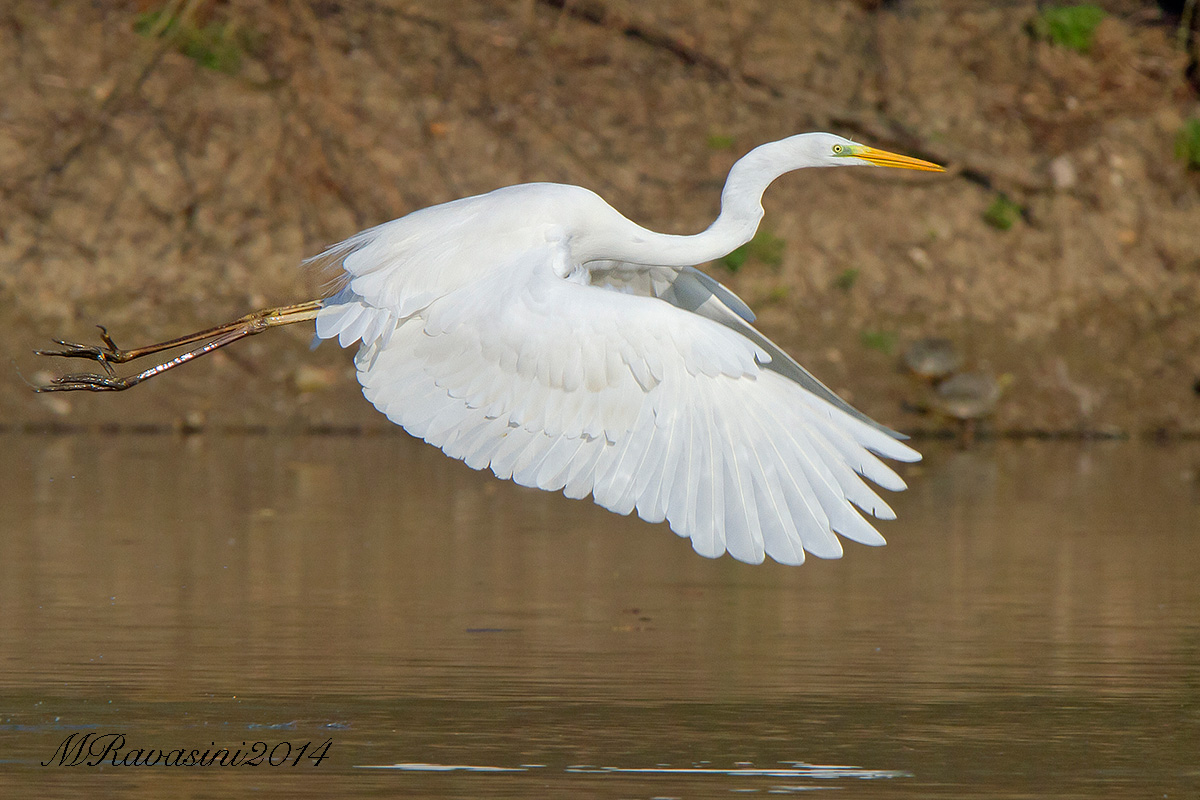 Airone bianco maggiore