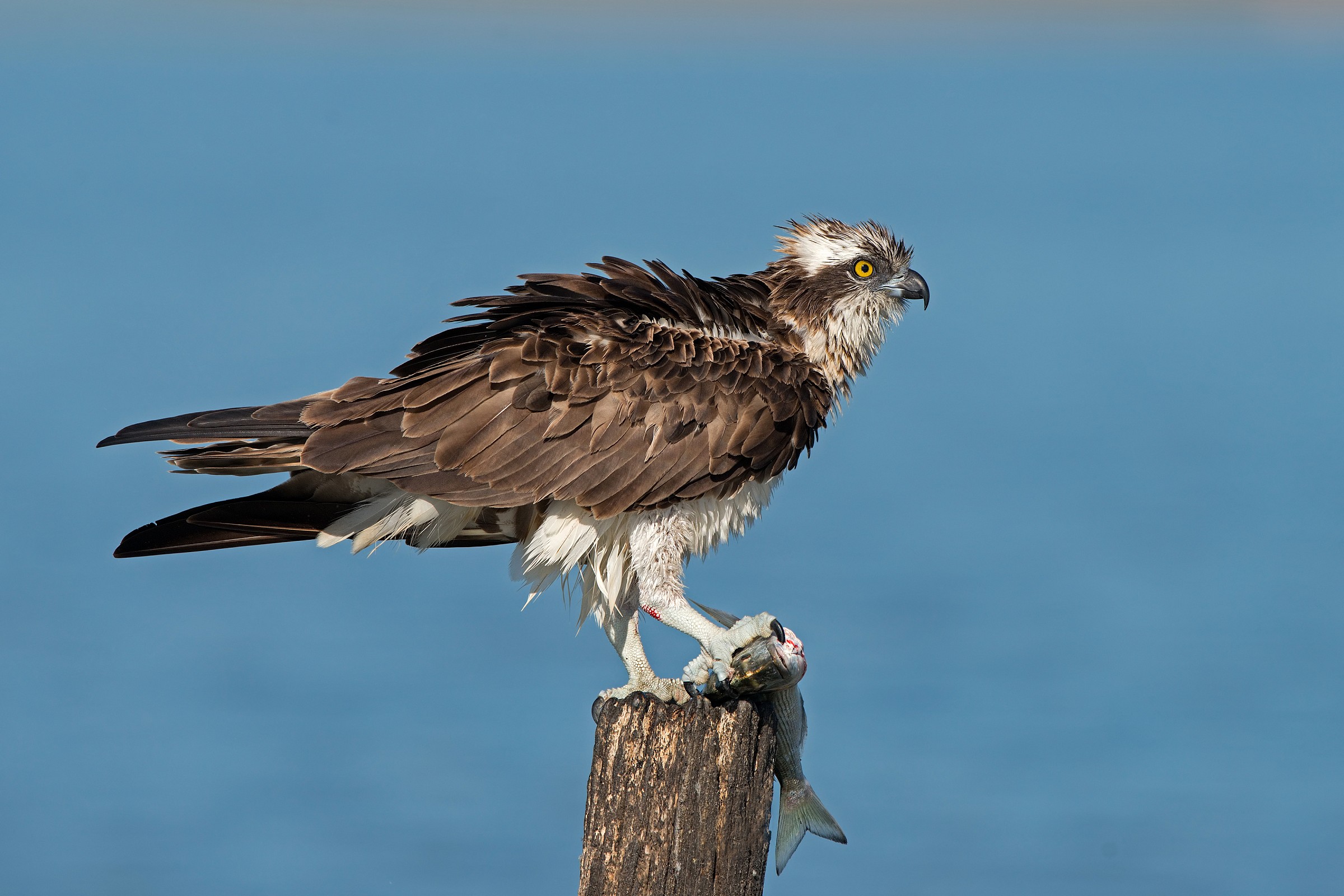 il 'pescatore' e l'orata