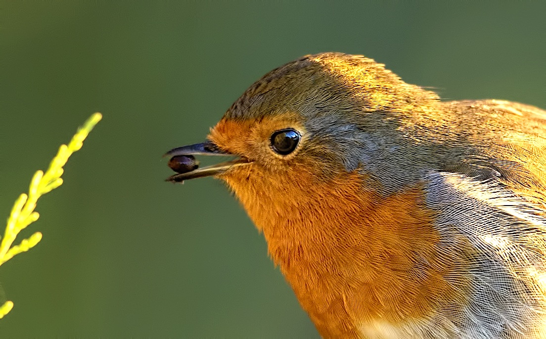 Robin portrait.