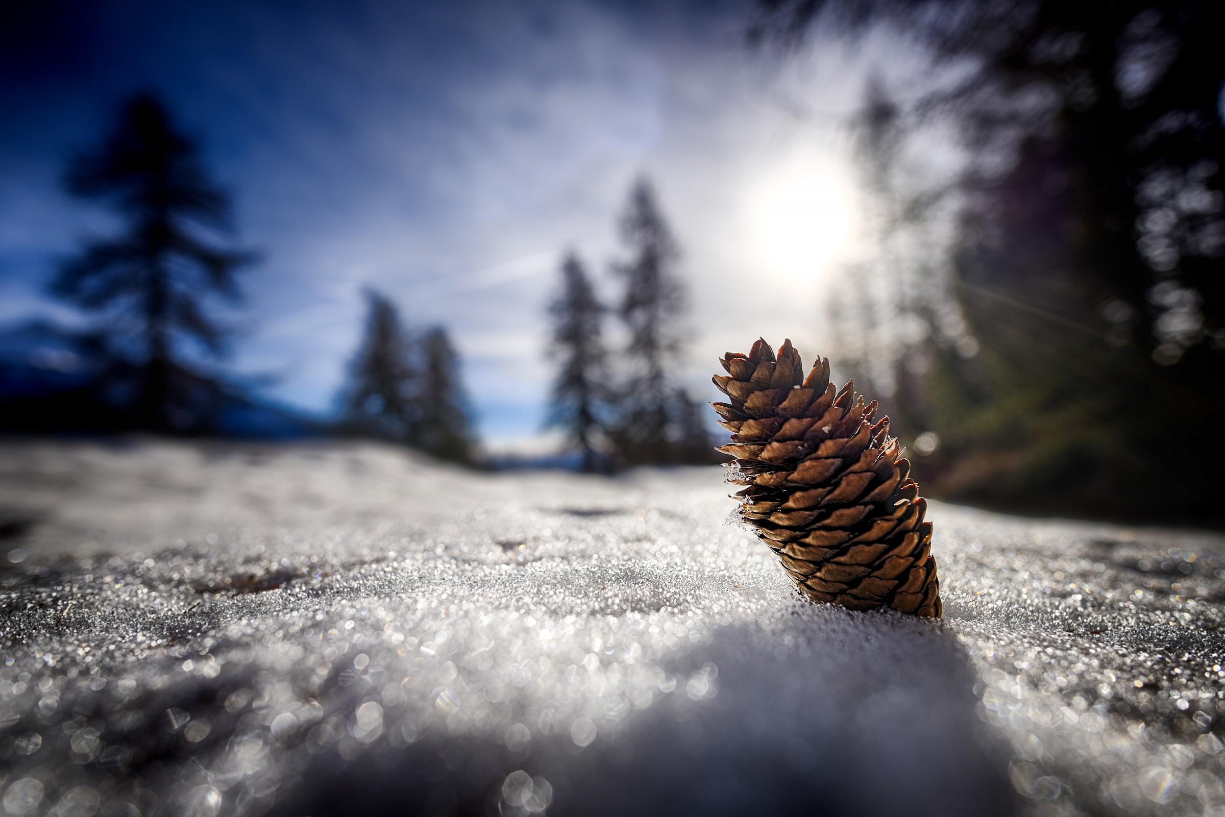 Pine cone