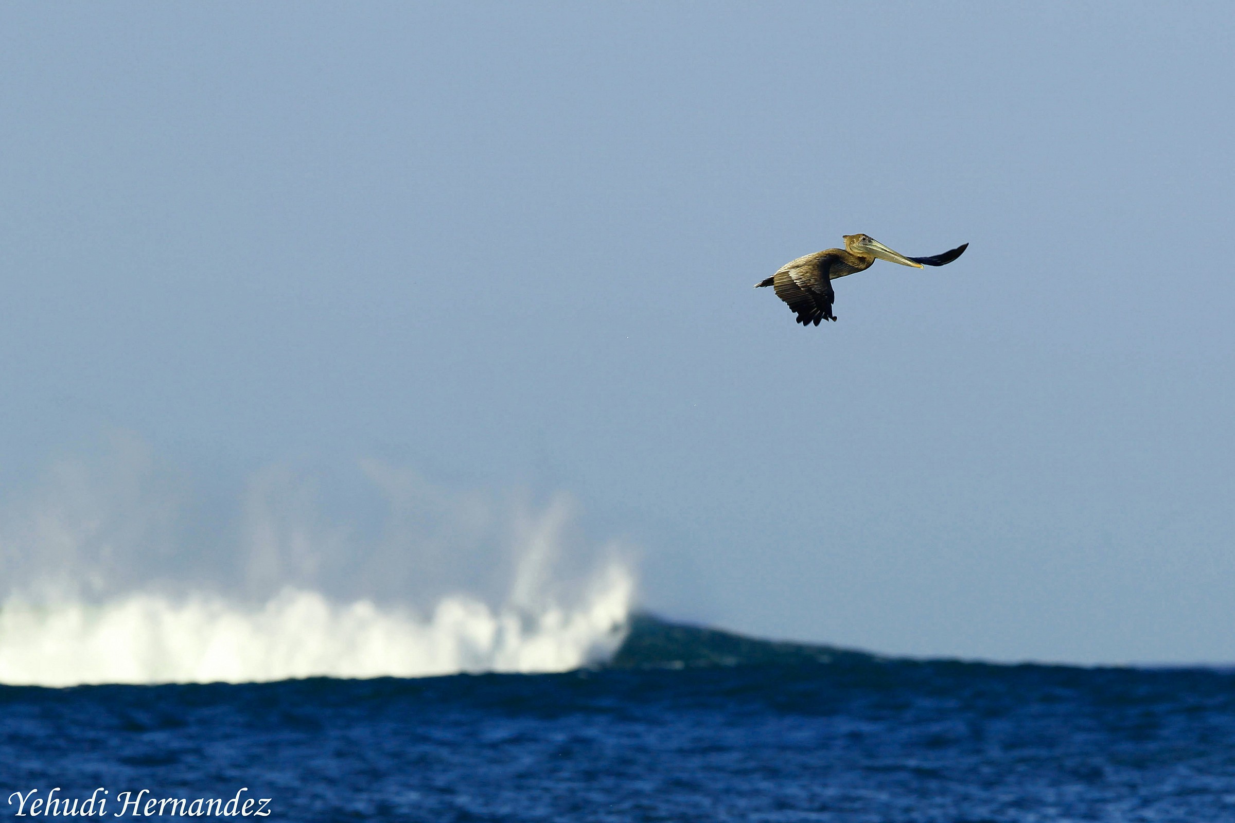 Brown Pelican