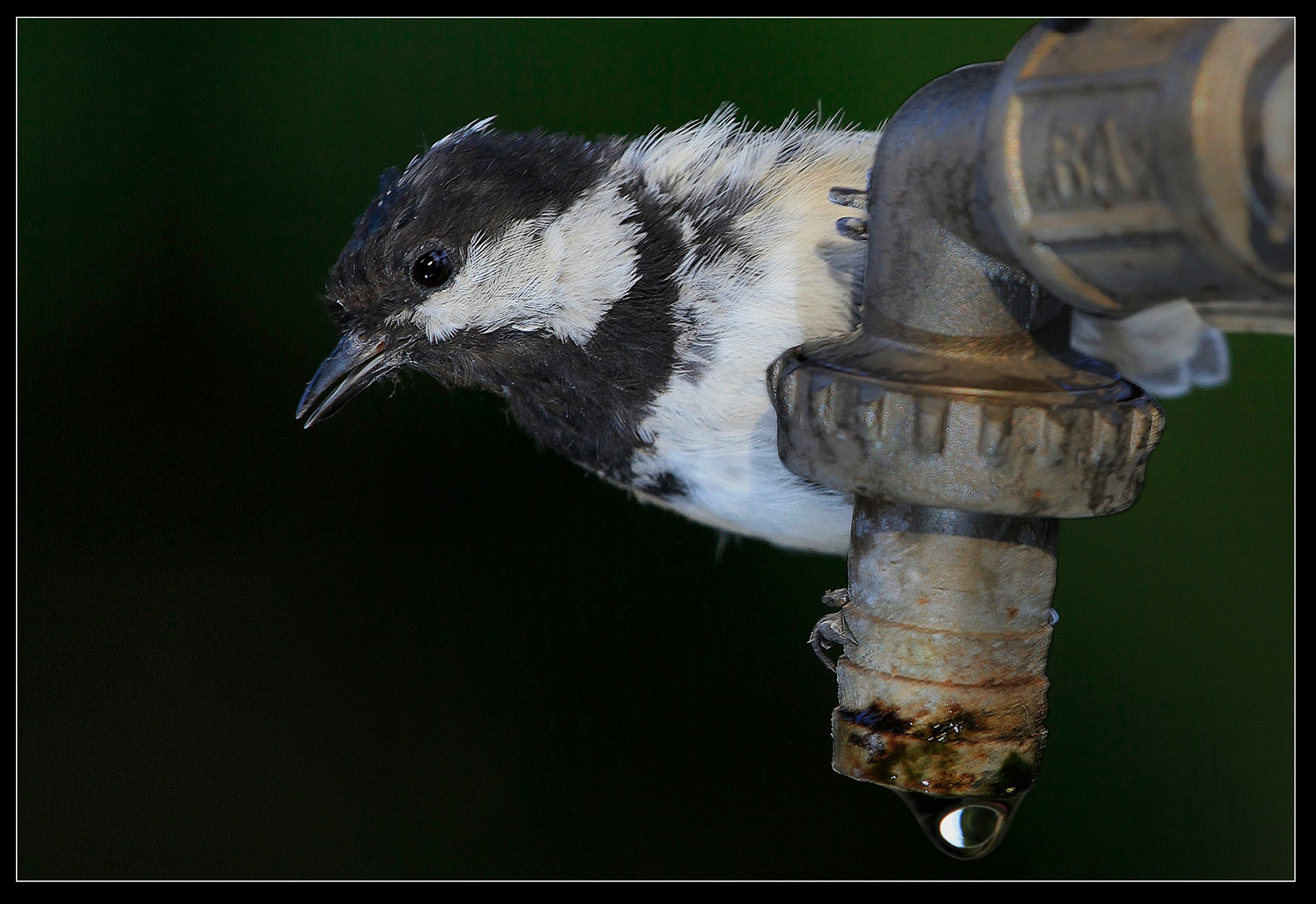 Mora Tit (Parus ater), Velletri July 13, 2011