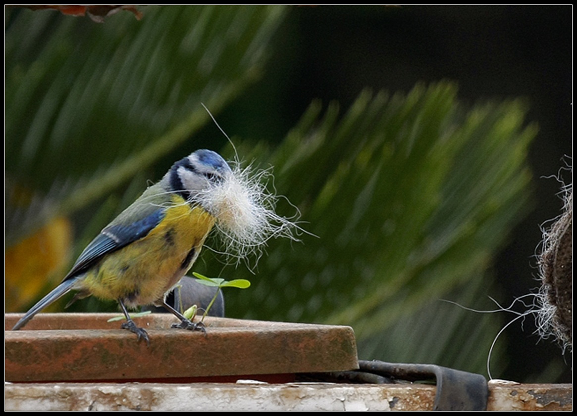 A nice bow of "wool", will protect the eggs of Cin...