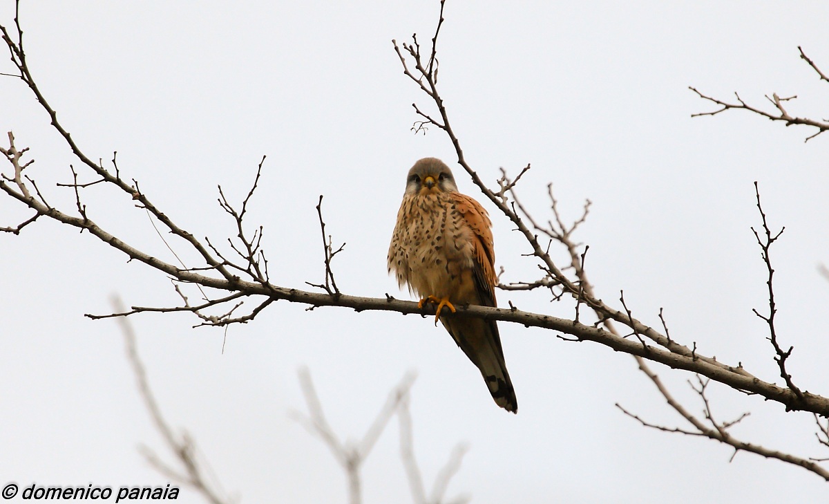 kestrel