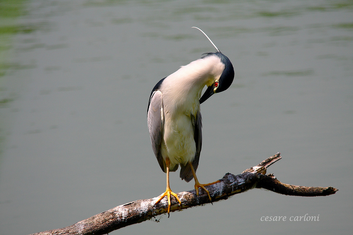 Nitticora (nycticoras nycticoras)
