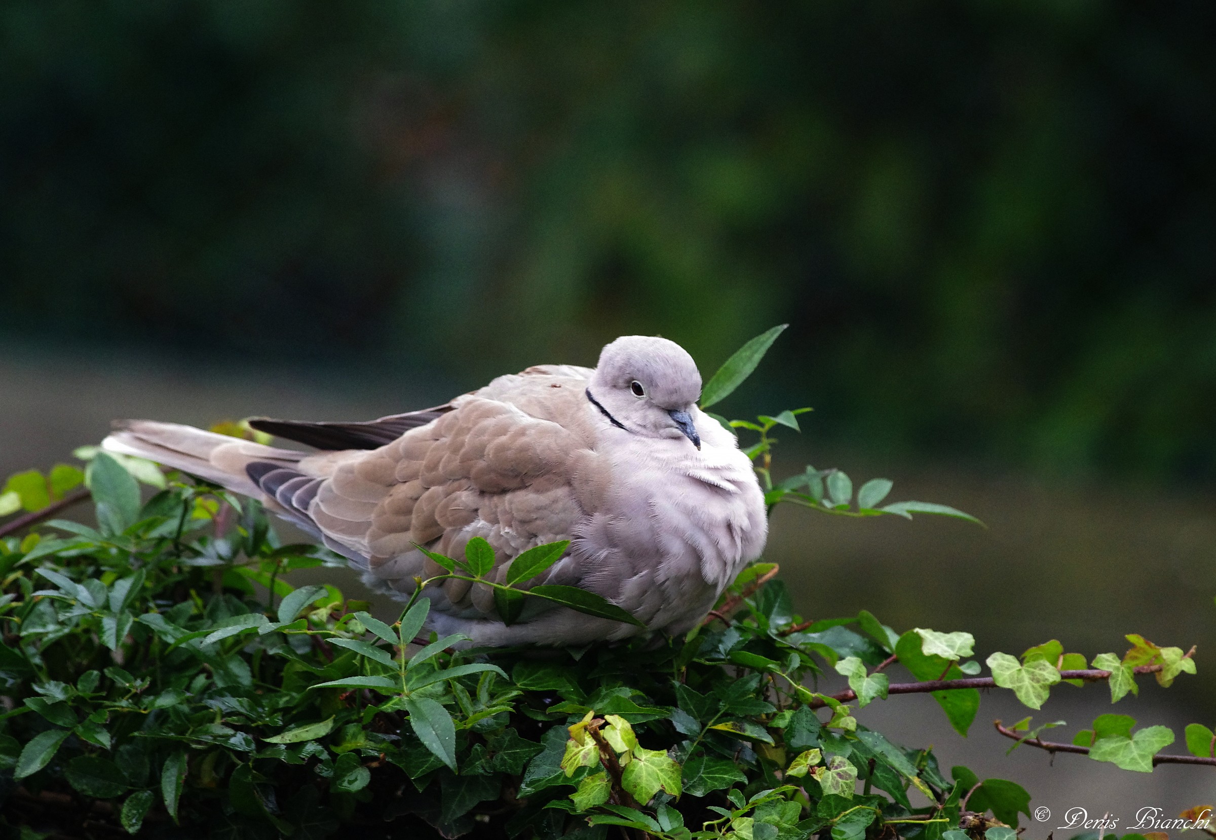 Tortora dal collare orientale