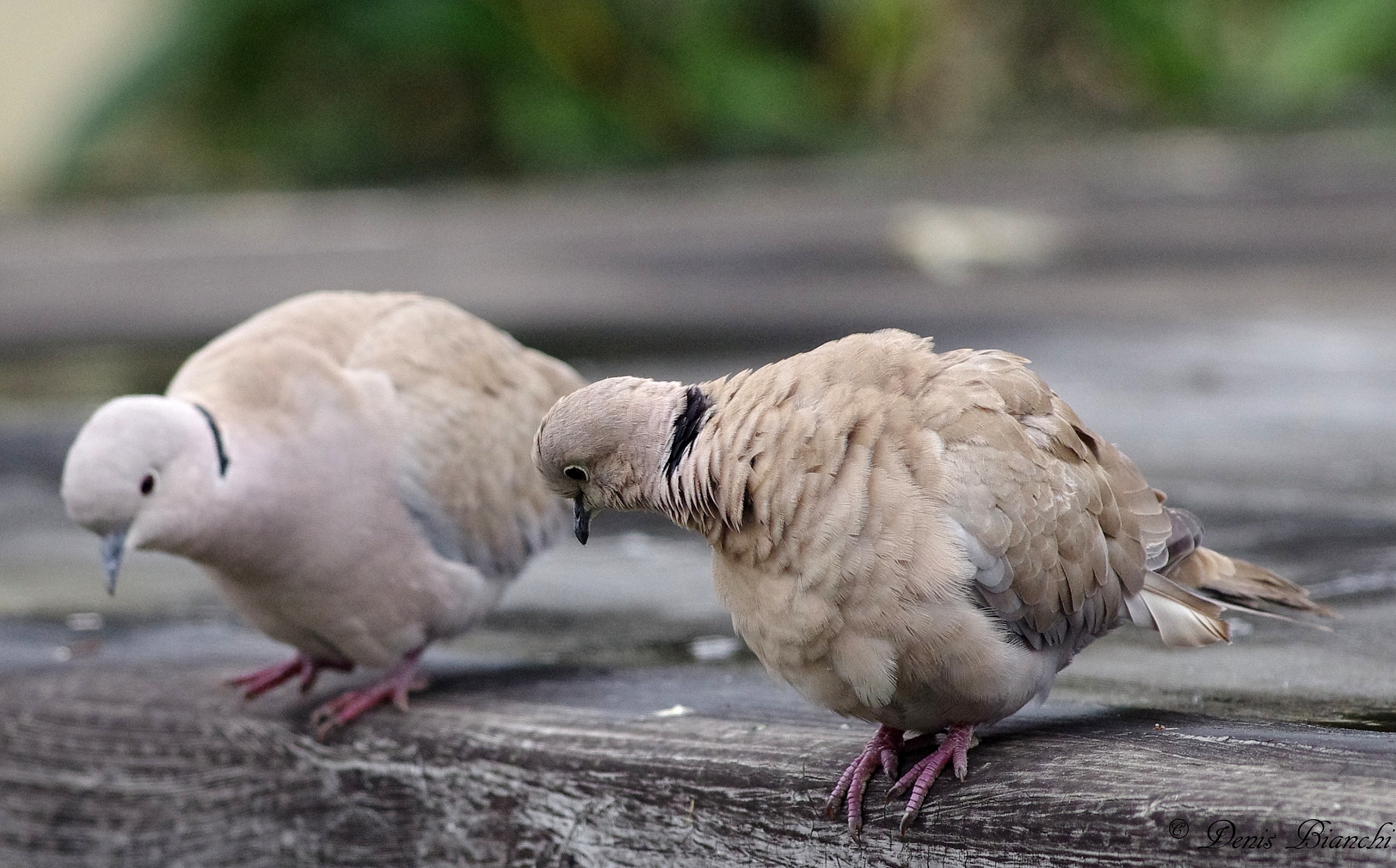Tortora dal collare orientale