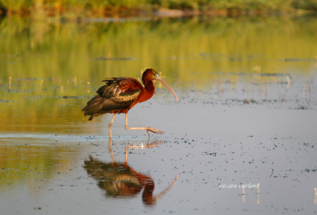 Ibis (glossy ibis)