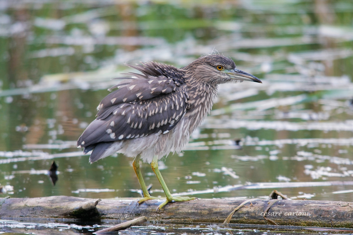 Nitticora giovane (nycticoras nycticoras)