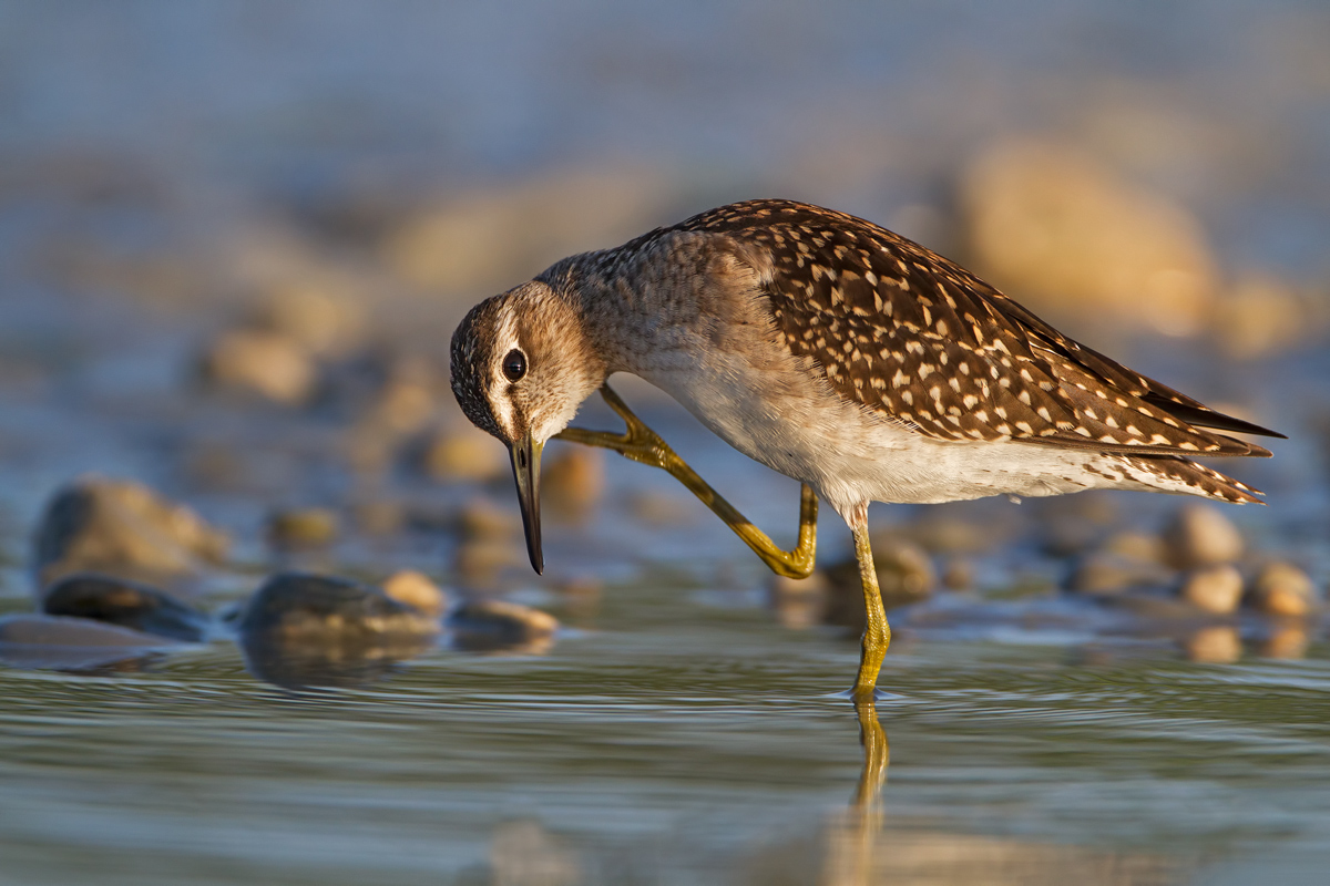 Wood Sandpiper