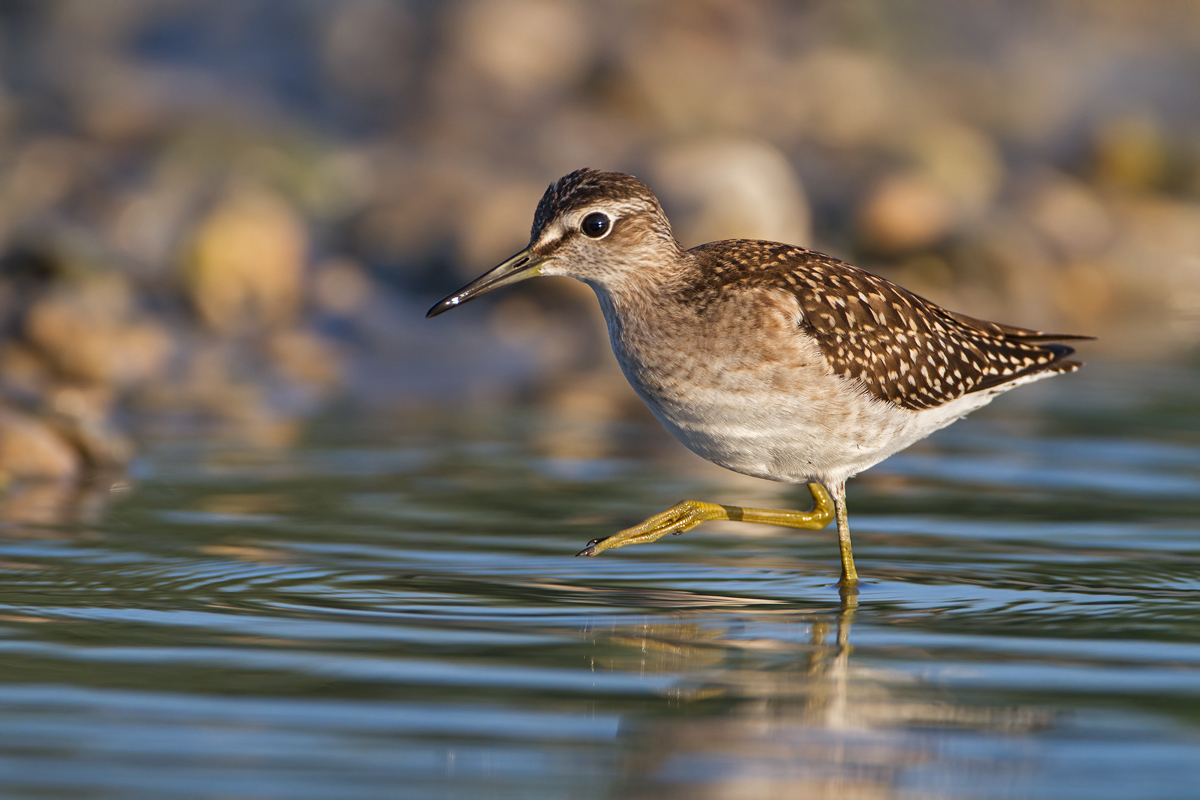 Piro piro boschereccio