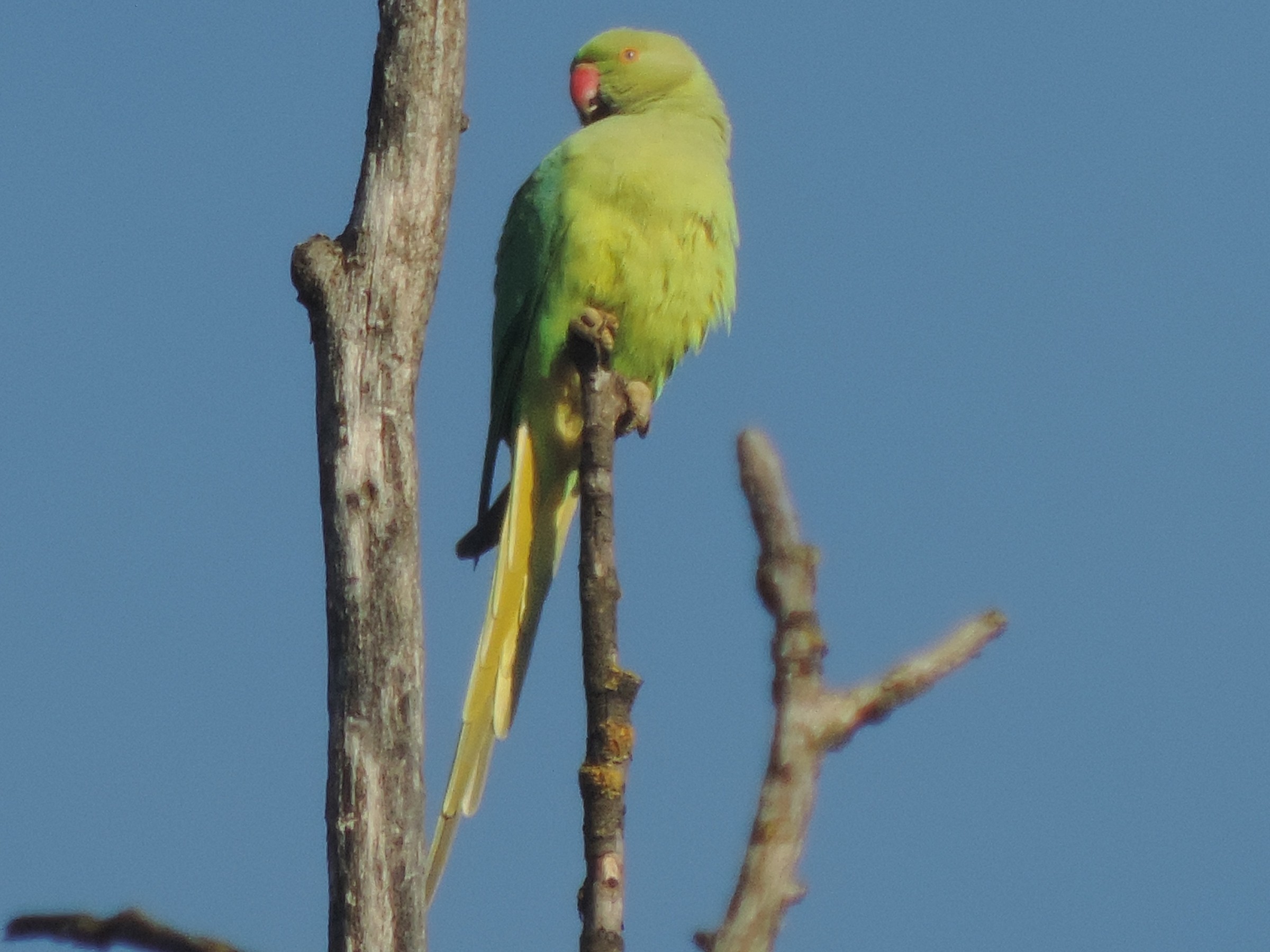 parrocchetto dal collare