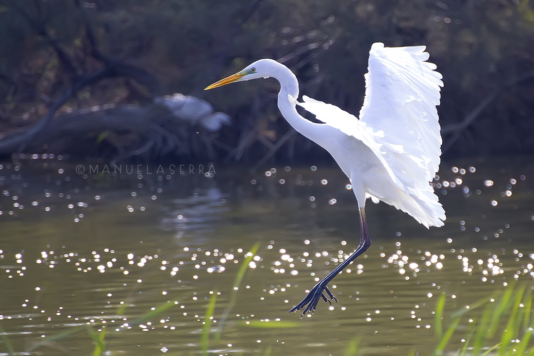 Bilanciamento del bianco