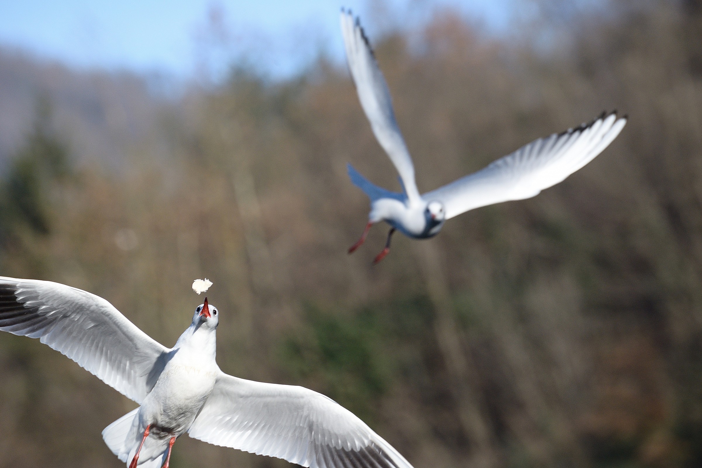 mah! ... it was mine!