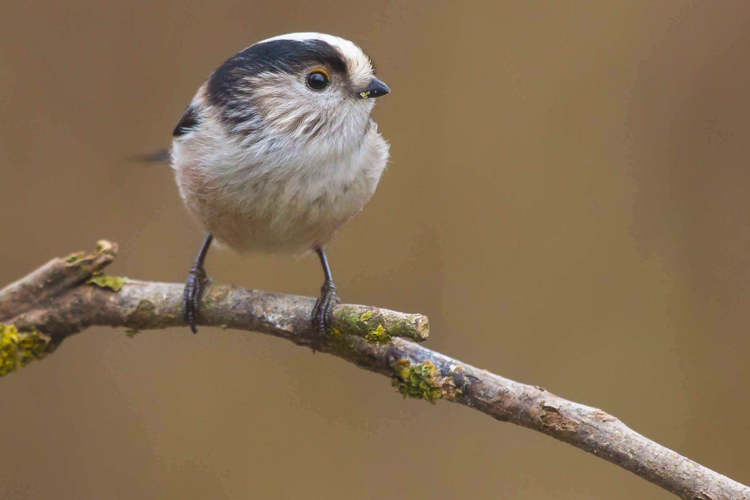 Portrait of long-tailed tit
