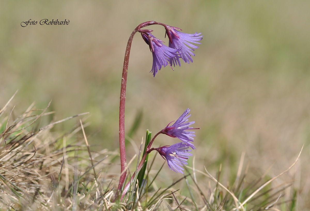 Soldanella..delle Alpi...