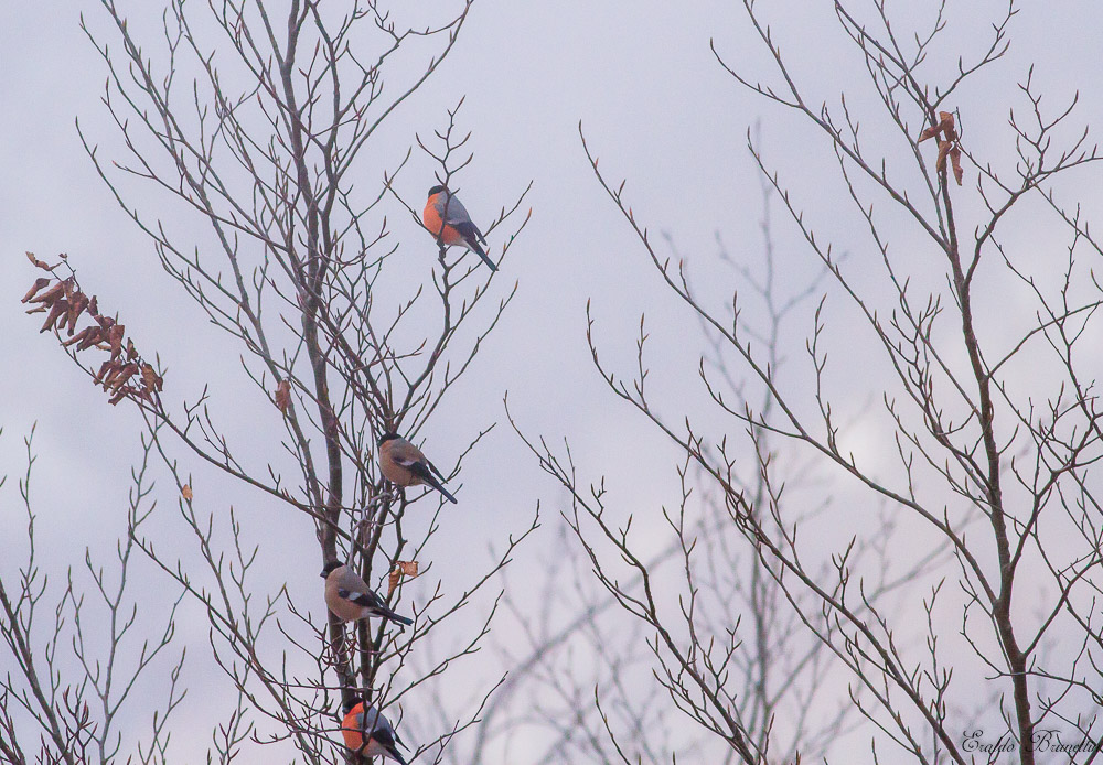 Bullfinches