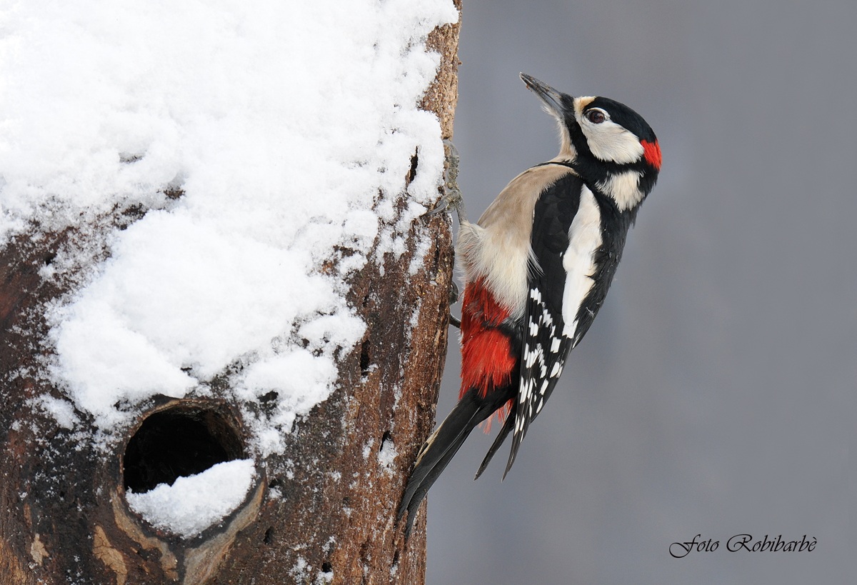 Rosso maggiore... maschio...