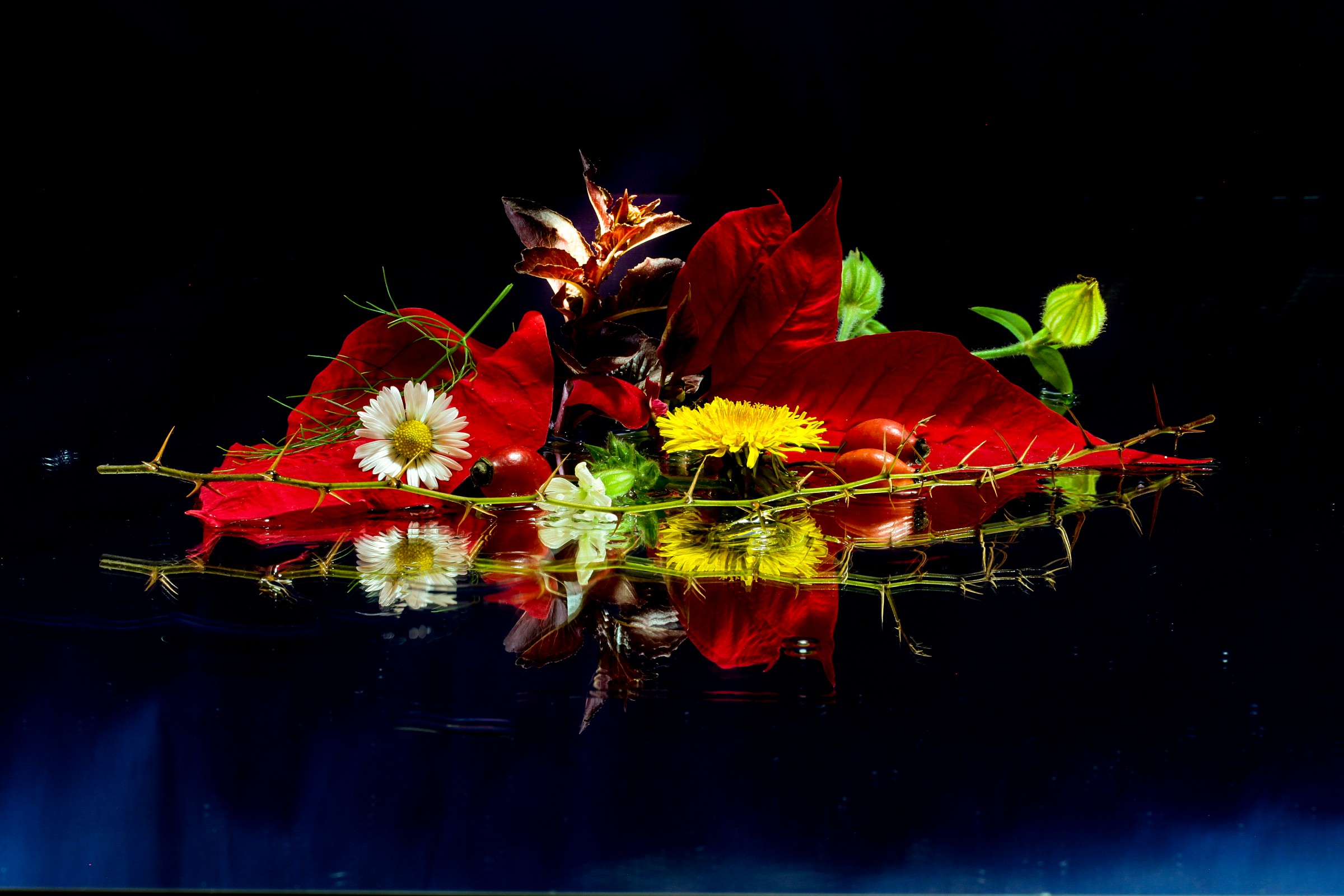 experiment macro "floral Christmas"