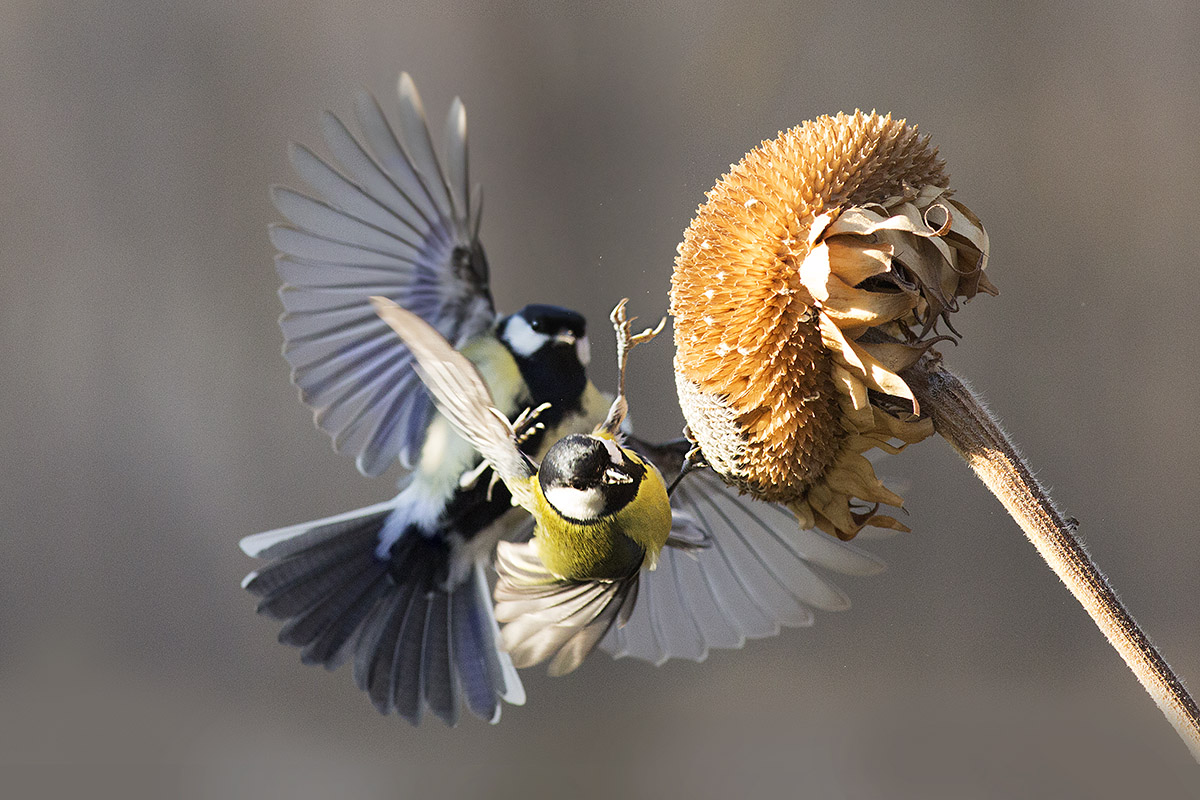 battaglia grossa attorno al girasole