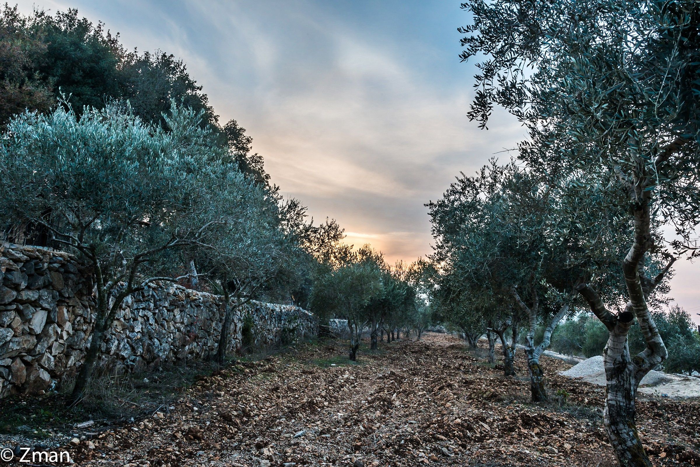 The Olive trees he planted and the Terraces he construc