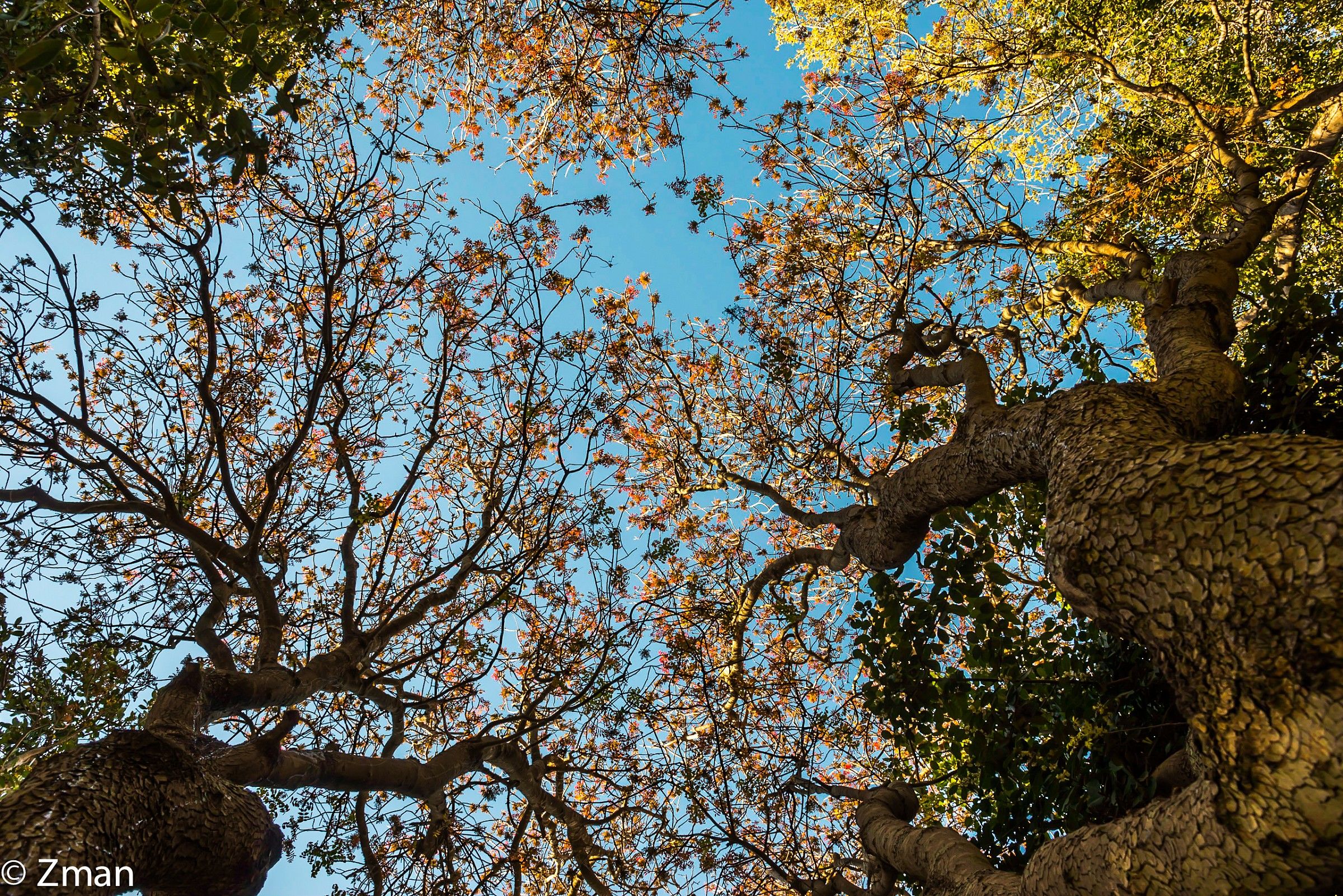 Gli alberi piantati lui quando ha costruito la sua casa