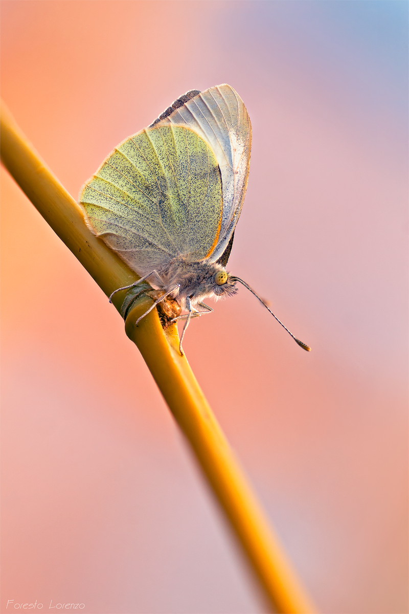 Pieris brassicae