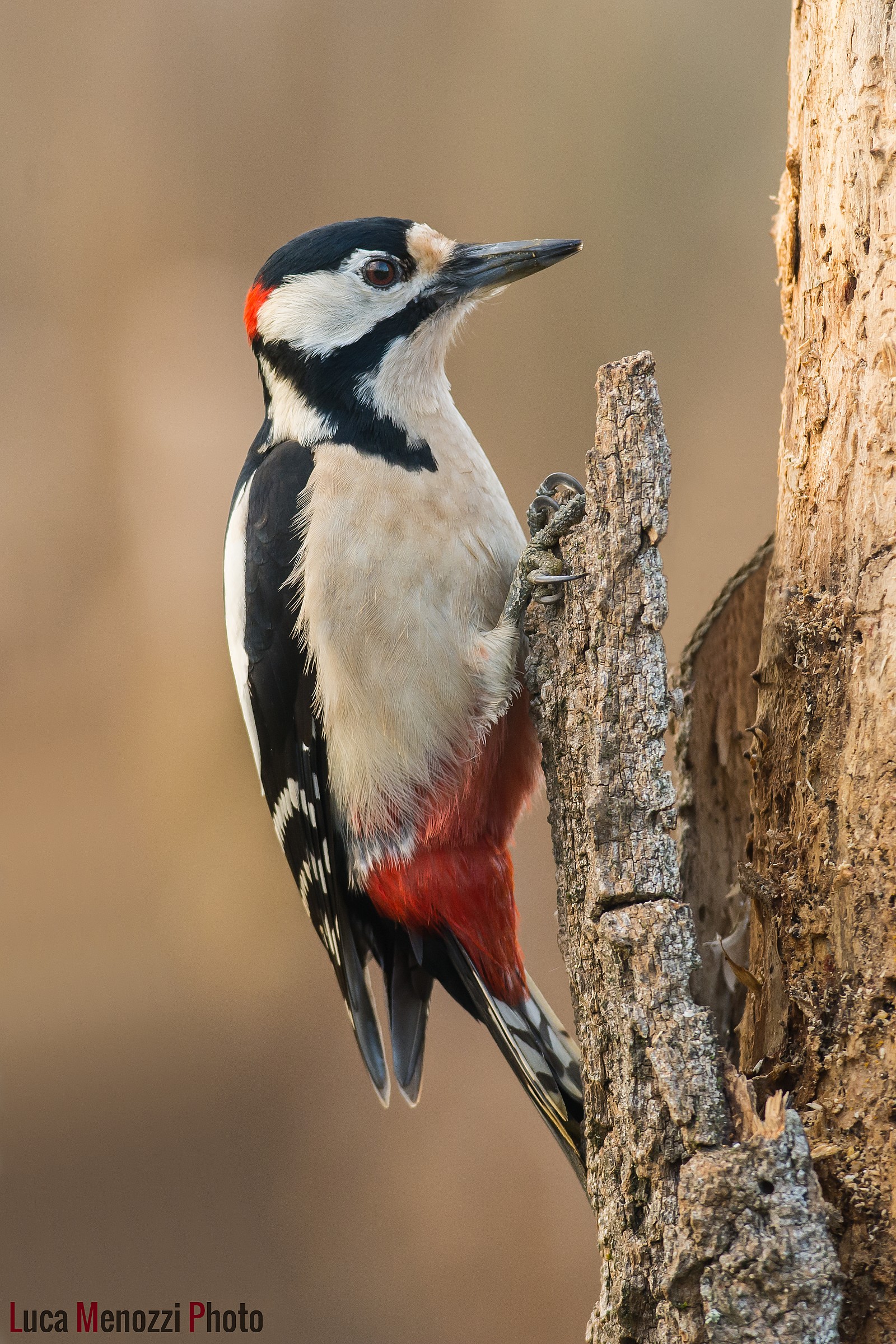 Spotted Woodpecker 2