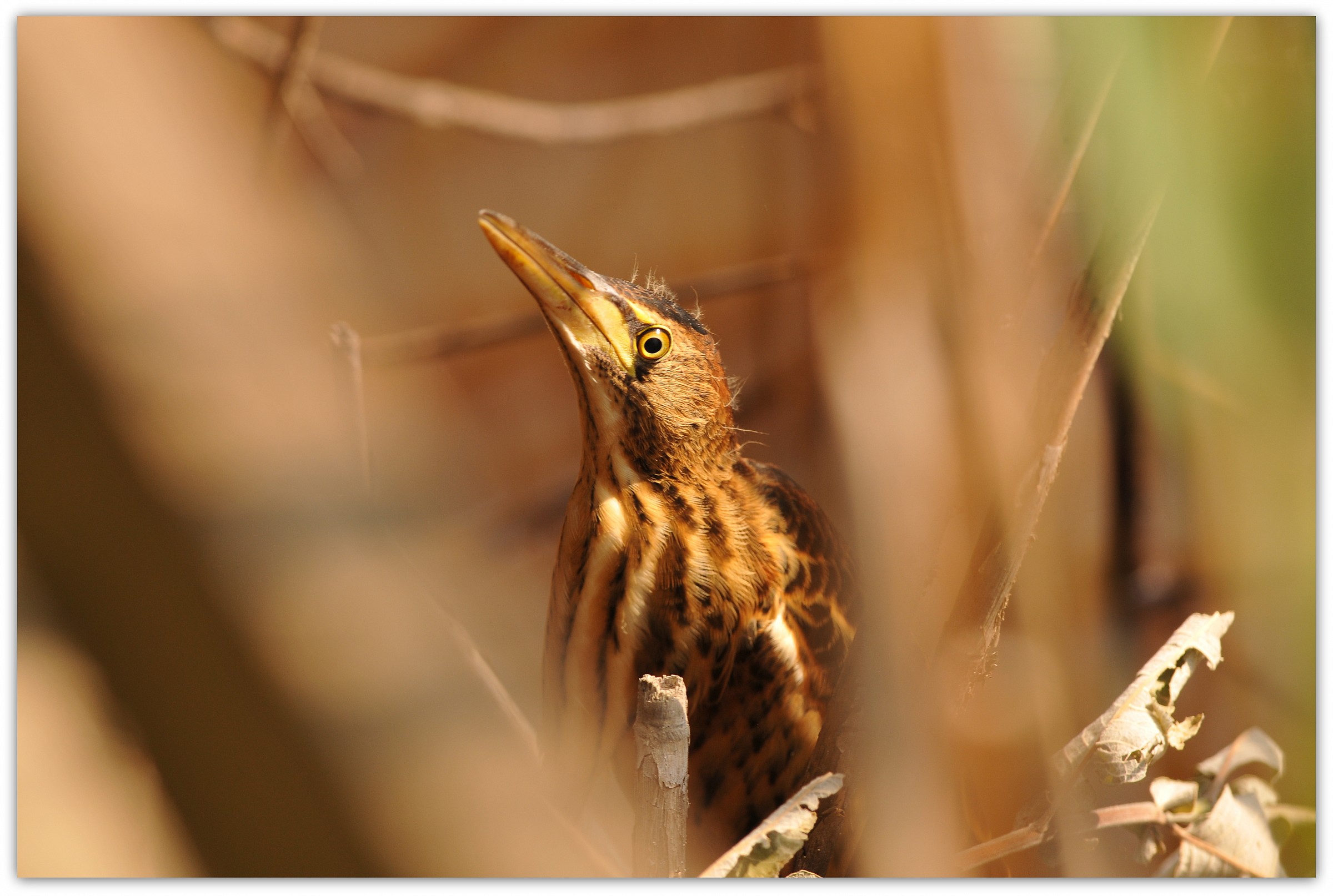 piccolo tarabuso o tarabusino........ ????