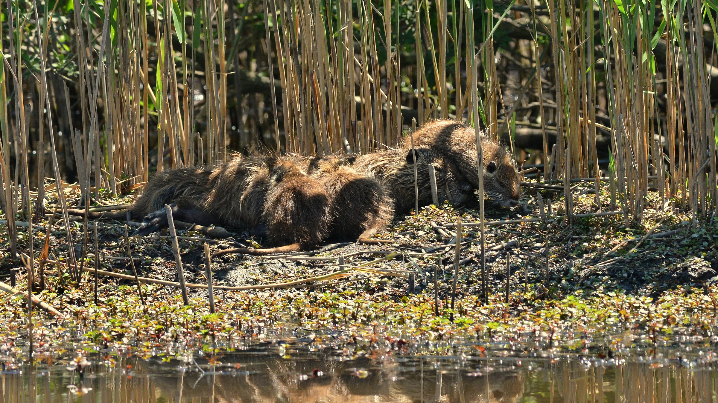 Nutria che allatta i piccoli