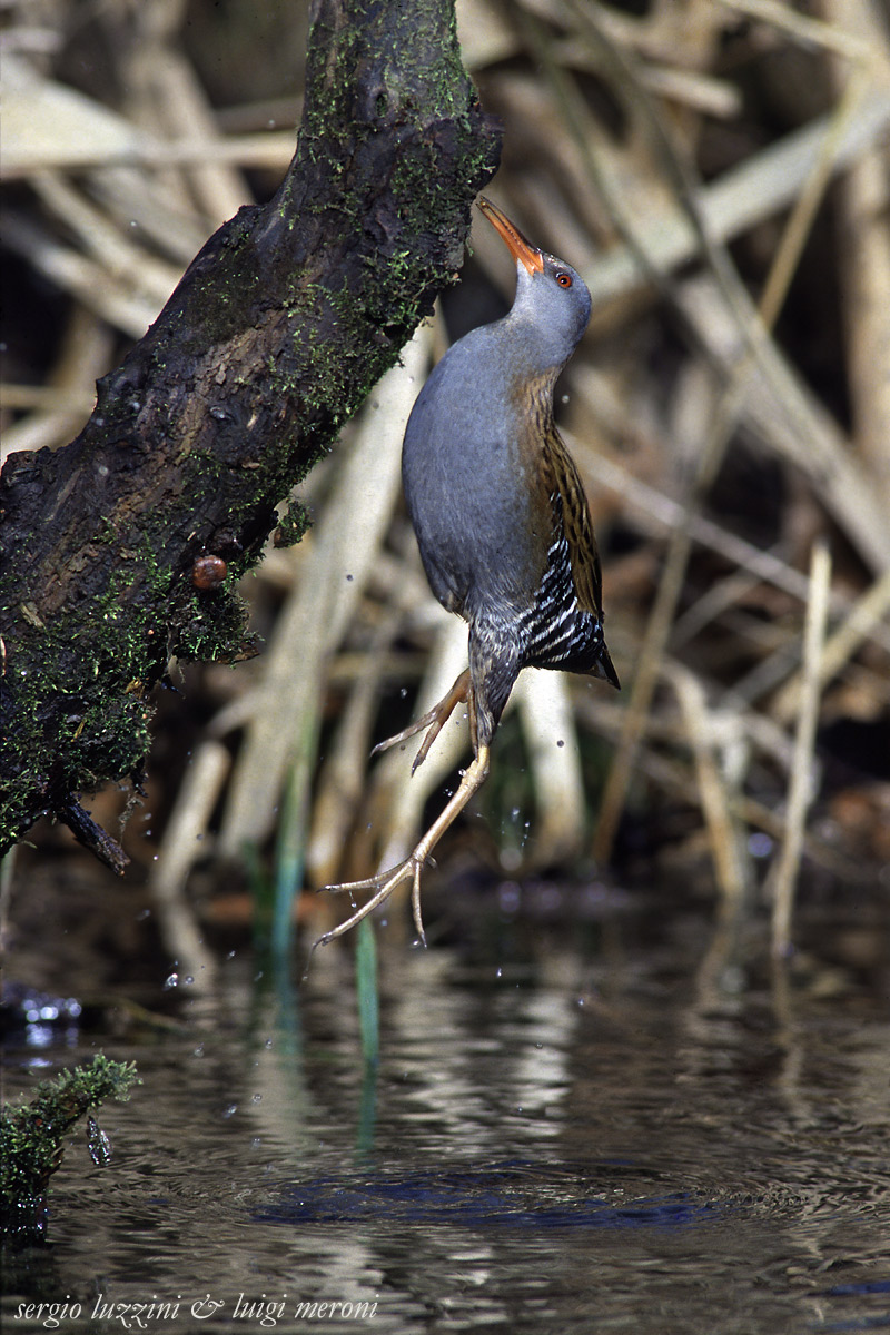 the jump in the water rail