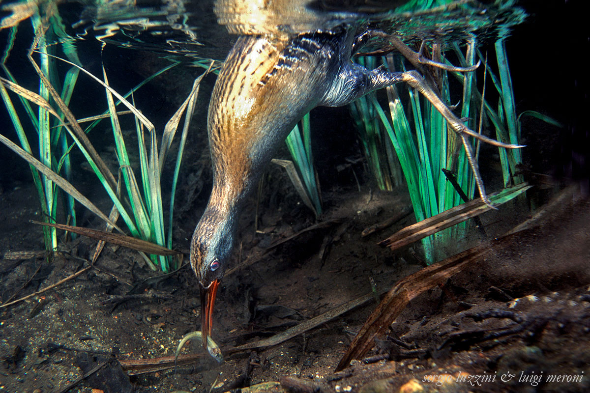 il porciglione sott'acqua