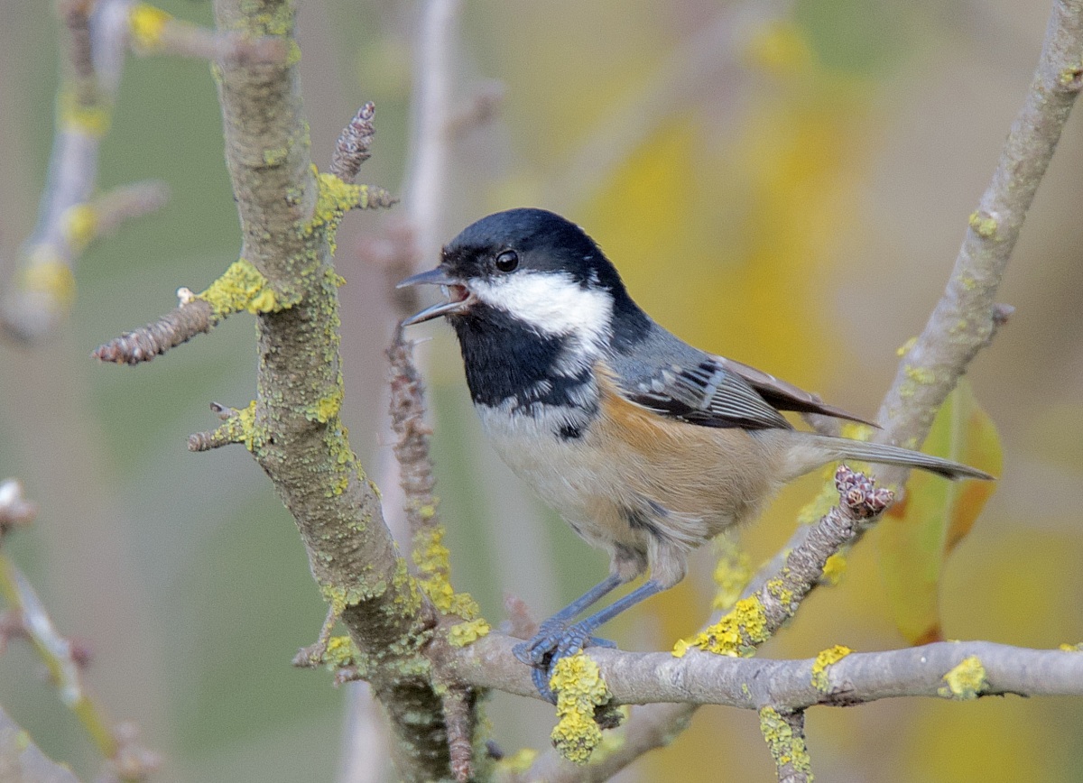 Coal Tit