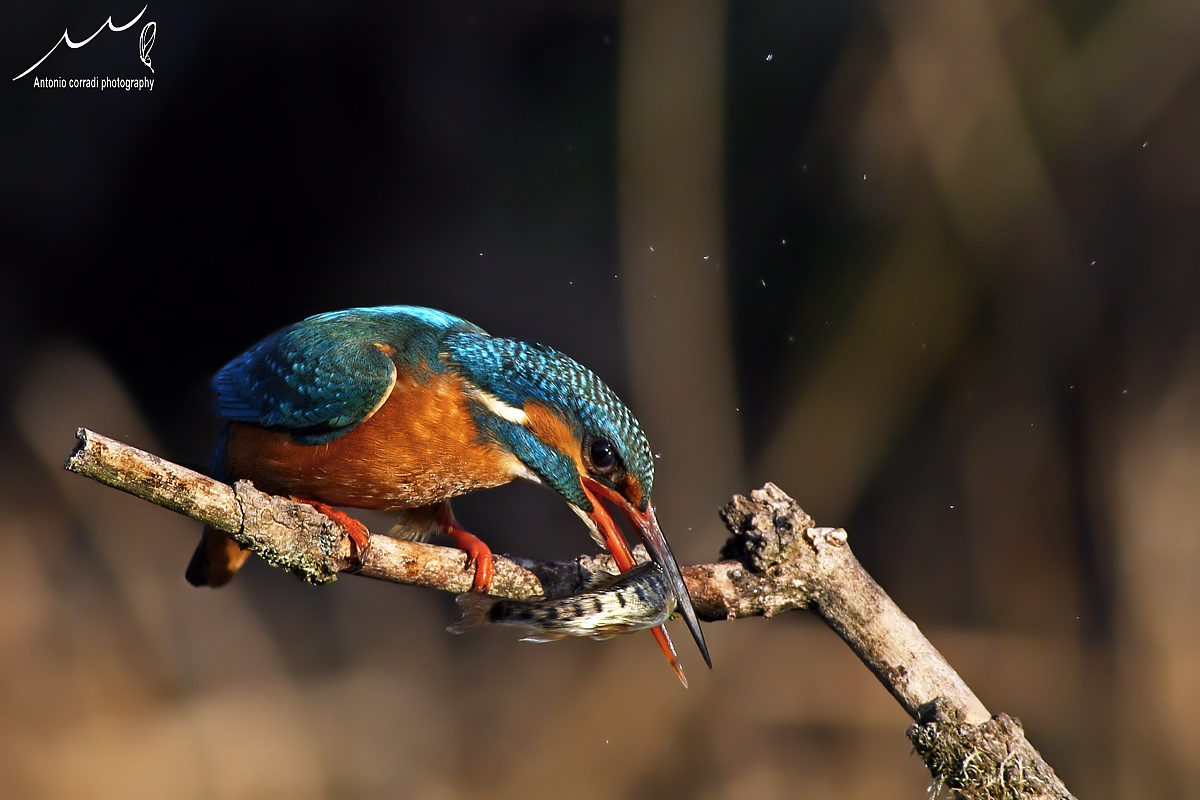 Martin Pescatore. Canon 1D Mark III Canon 400-f8  1/2000