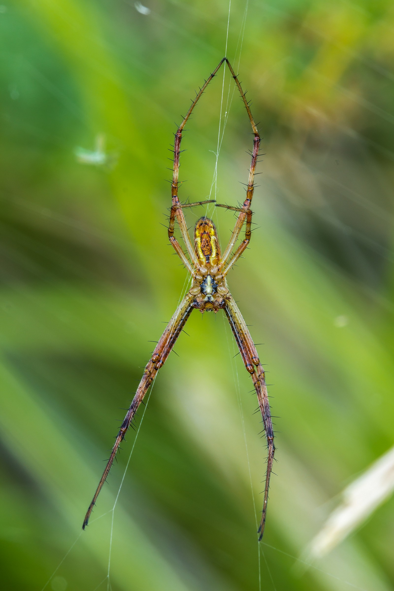 Argiope bruennichi (maschio)