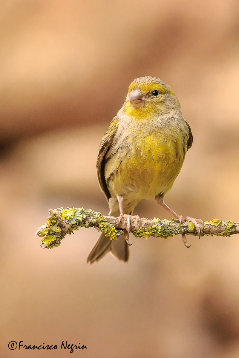 Wild canary