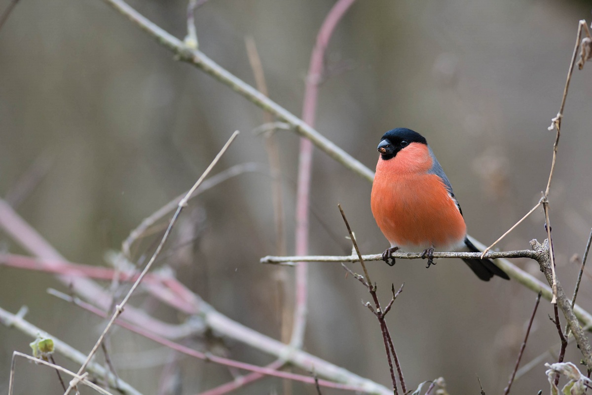 Bullfinch