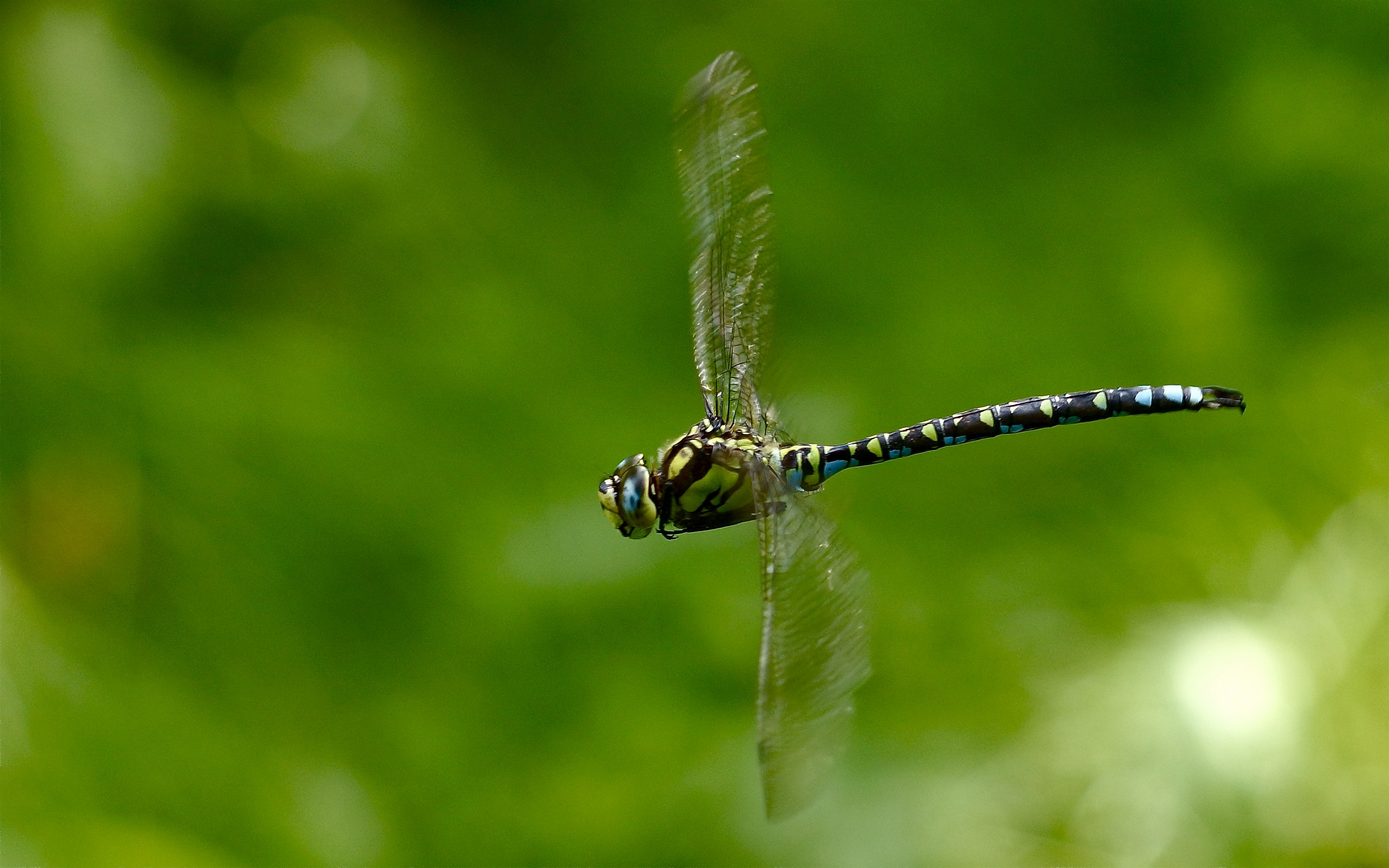 Dragonfly in flight
