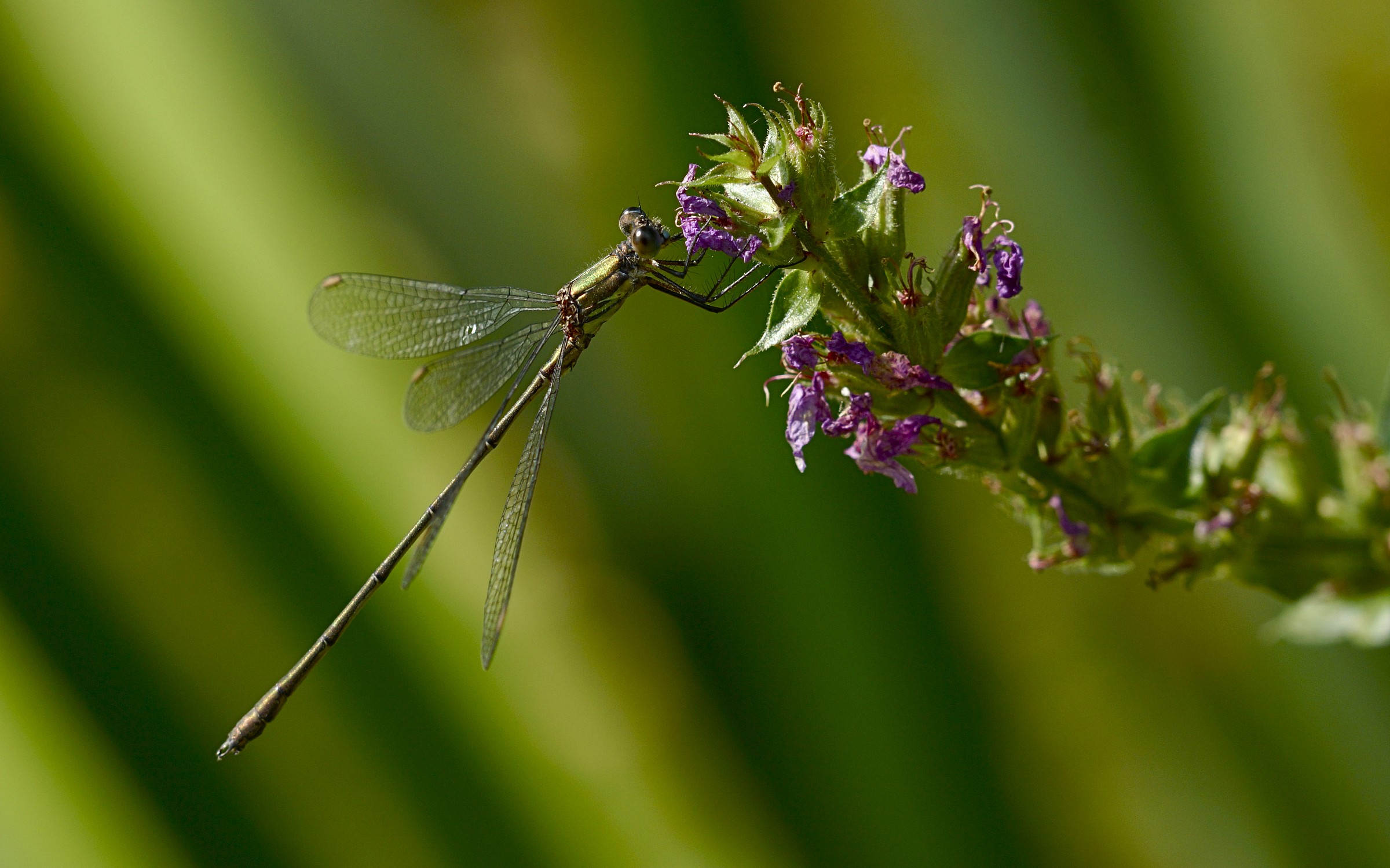 Dragonfly